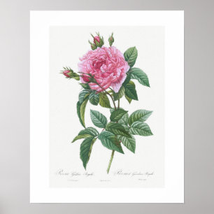 PLAKAT: VINTAGE-BOTANISCH "GALLIC ROSE": REDOUTÉ POSTER
