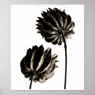 Plakat-Vintager Fotografie-Karl Blossfeldt 38 Poster