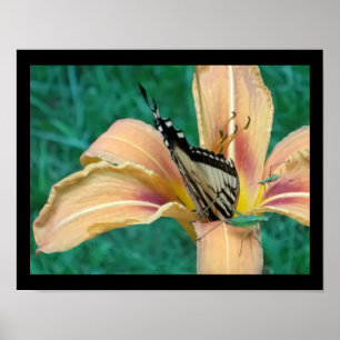 Plakat von Heuschrecken & Schmetterling in einer T