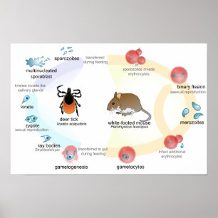 Plakatdiagramm Lebenszyklus von Babesia microti Poster