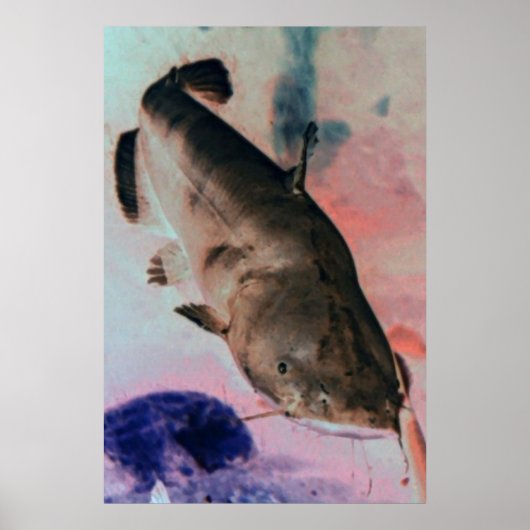 Plakatdruck für Catfish Foto Poster (Vorne)