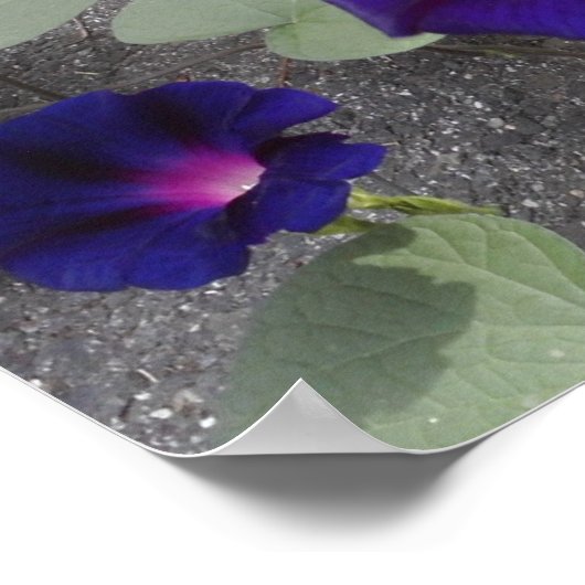 Plakatpapier mit Blumenbezug Poster (Ecke)