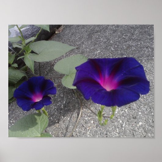 Plakatpapier mit Blumenbezug Poster (Vorne)