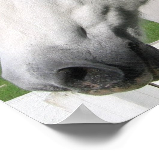 Plakatwerbung für das Weiße Pferd Poster (Ecke)