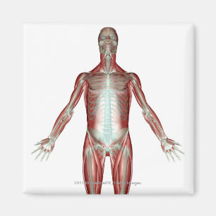 Plan aller Muskeln im menschlichen Körper Magnet