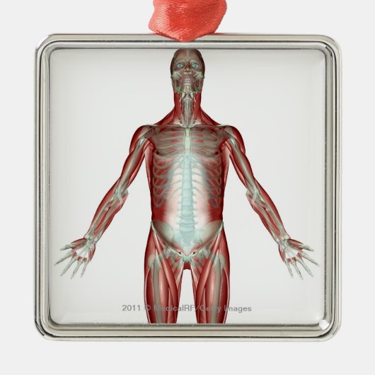 Plan aller Muskeln im menschlichen Körper Silbernes Ornament (Vorne)