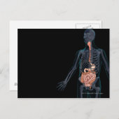 Plan des menschlichen Verdauungssystems Postkarte (Vorne/Hinten)