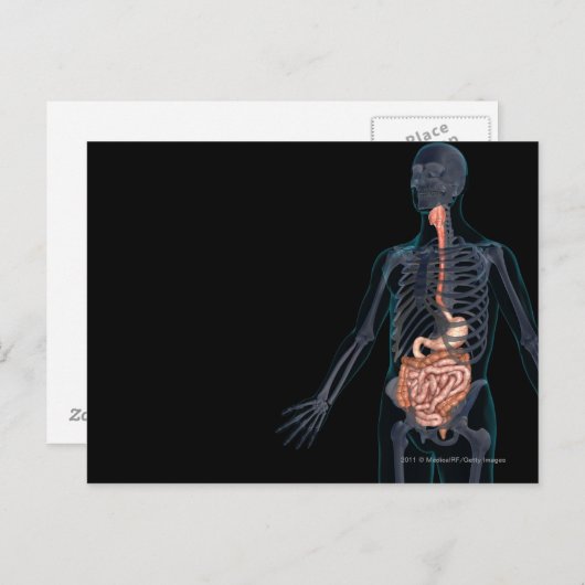 Plan des menschlichen Verdauungssystems Postkarte (Vorne/Hinten)