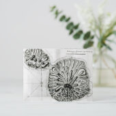 Plan von König Georges Island oder Otheite, 1769 Postkarte (Stehend Vorderseite)