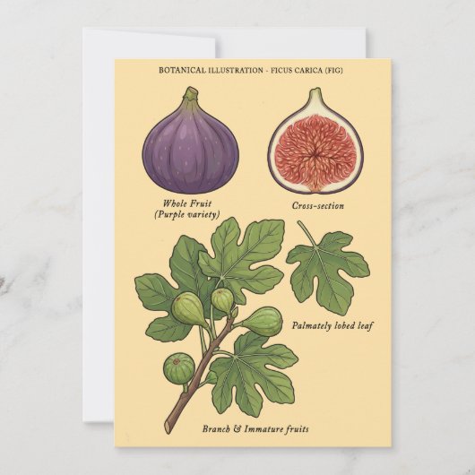 Planche Botanique Figue Ficus Carica  Einladung (Vorderseite)