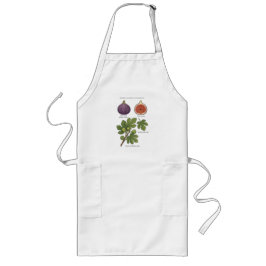 Planche Botanique Figue Ficus Carica  Lange Schürze