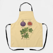 Planche Botanique Figue Ficus Carica  Schürze (Vorderseite)