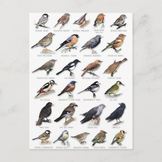 Planche oiseaux des jardins postkarte (Vorderseite)