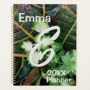 Planer, Croton Coleus Pflanze Planer