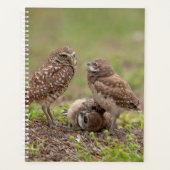 Planer für Burrowing Owls 2024 (Vorderseite)