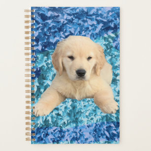 Planer - Golden Retriever Puppy