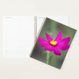 Planer mit rosa Blumen