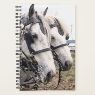 Planer Pferd Foto Equine Percheron Tandem