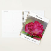 Planer Rose der Schönheit (Anzeige)