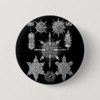 Plankton-Skelette in Schwarzweiss