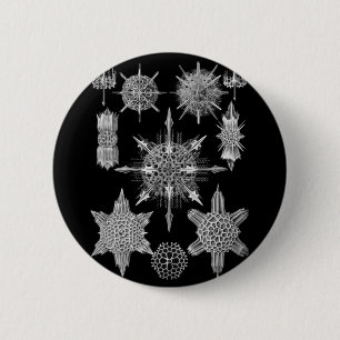 Plankton-Skelette in Schwarzweiss Button