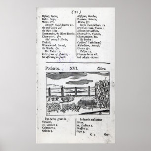Plant Husbandry from 'Orbis sensualism pictus' Poster