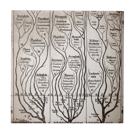 Plantae Protista Animalia Fliese (Vorderseite)
