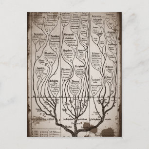 Plantae Protista Animalia Postkarte