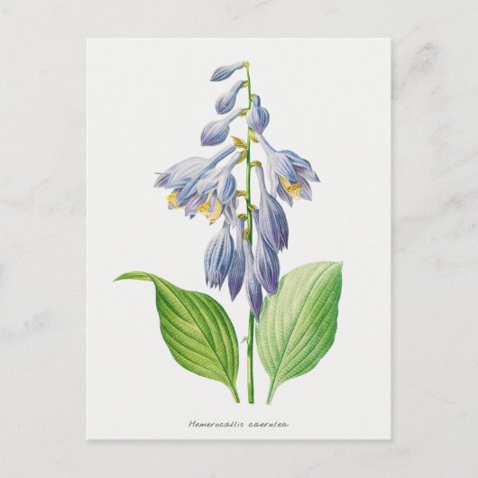 Plantain Lily Hosta Blume Botanisch Vintag Postkarte (Vorderseite)