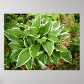 Plantain Lily Hosta Pflanze Blätter Poster (Vorne)