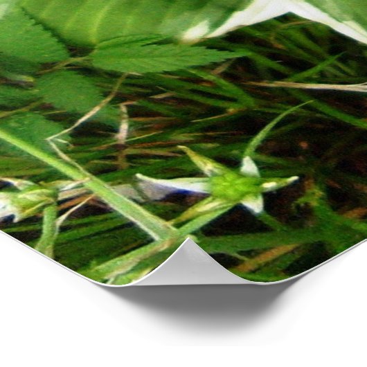 Plantain Lily Hosta Pflanze Blätter Poster (Ecke)