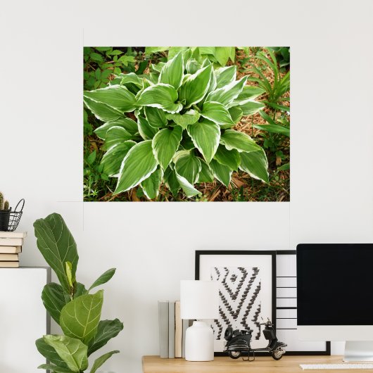 Plantain Lily Hosta Pflanze Blätter Poster (Heimbüro)