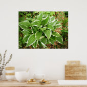 Plantain Lily Hosta Pflanze Blätter Poster (Küche)