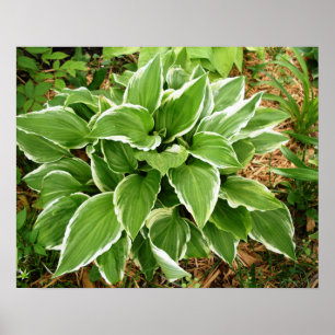 Plantain Lily Hosta Pflanze Blätter Poster