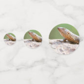 Plantapitze Konfetti (Vorderseiten)