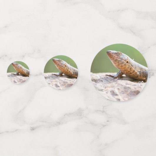 Plantapitze Konfetti (Vorderseiten)