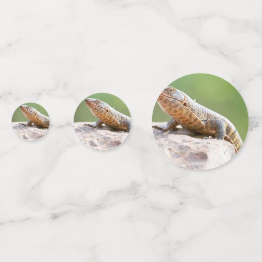 Plantapitze Konfetti (Rückseiten)