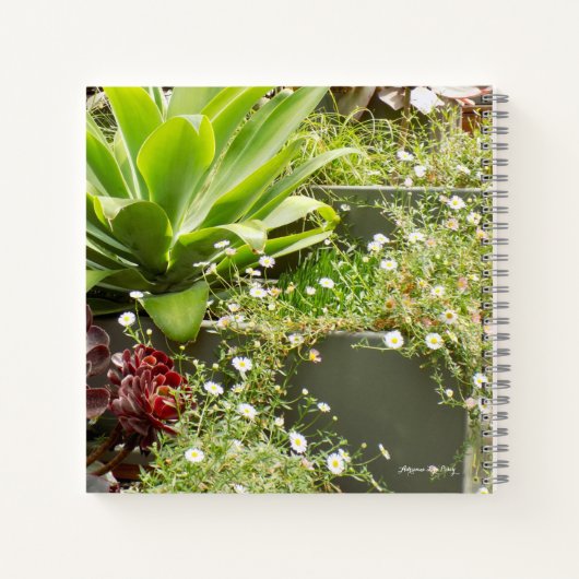 Planters-Notebook Notizblock (Rückseite)