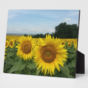 Plaque mit Sonnenblume Fotoplatte