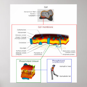 Plasma-Membran Plasmalemma-Diagramm Poster