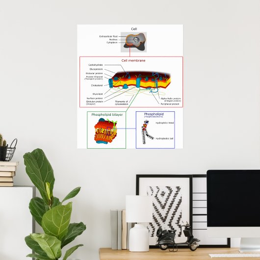 Plasma-Membran Plasmalemma-Diagramm Poster (Heimbüro)