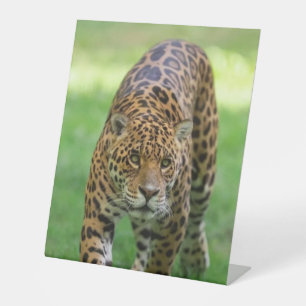 Plastikschild   10" x 12" CusPedestal-Zeichen Sockelschild