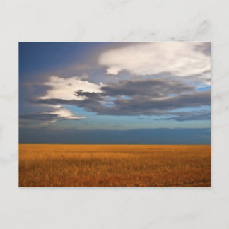 Plastkarte für das Weizenfeld, Fine Oil Painting Postkarte