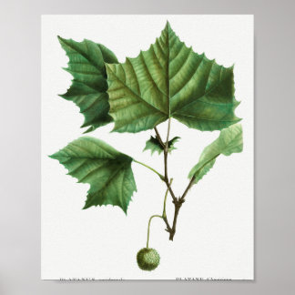 Platanus occidentalis (Platanus occidentalis) aus Poster