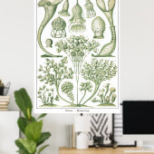 Plate 03 Ciliata. Poster (Heimbüro)