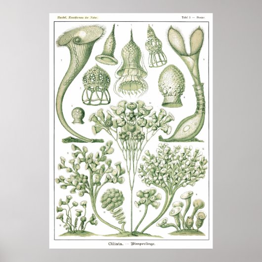 Plate 03 Ciliata. Poster (Vorne)