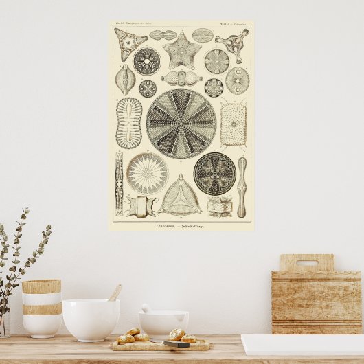 Plate 04 Diatomea Poster (Küche)