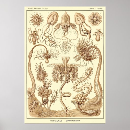 Plate 06 Tubulariae Poster (Vorne)