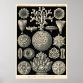 Plate 09 Hexoralla Poster (Vorne)
