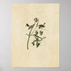 Plate 153   Yellow-Crown Warbler Poster